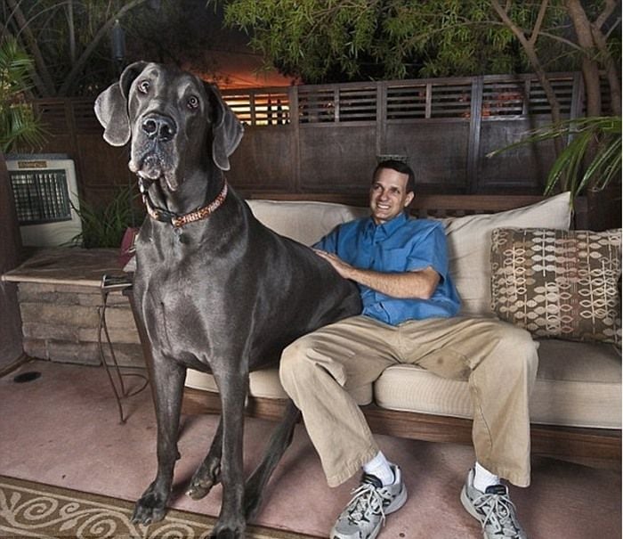 World Biggest Dogs Photos
