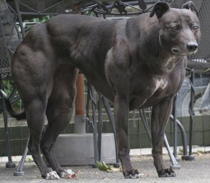 World Biggest Dogs Photos