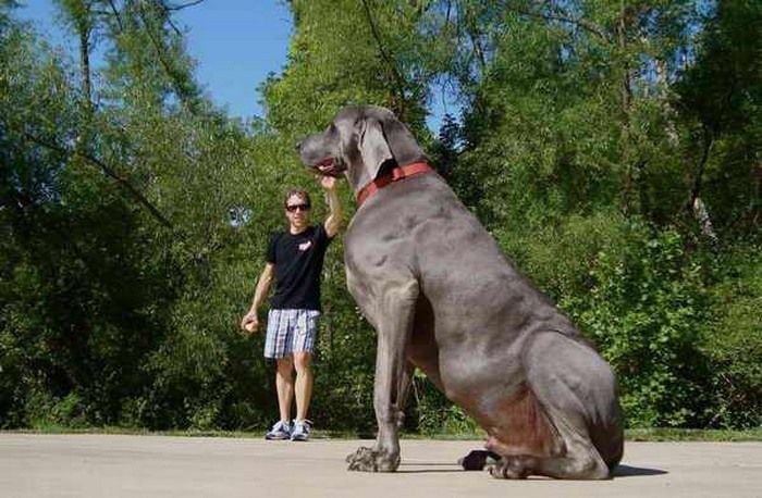 World Biggest Dogs Photos