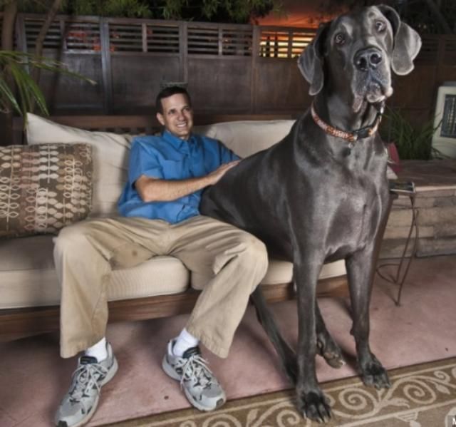 World Biggest Dogs Photos