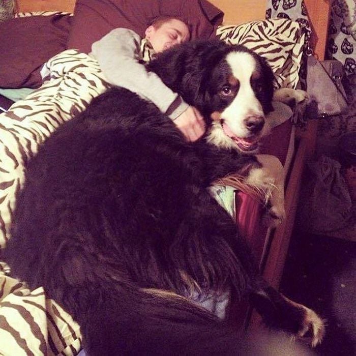 World Biggest Dogs Photos
