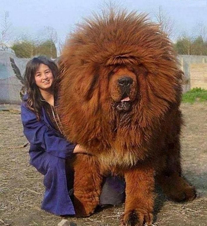 World Biggest Dogs Photos