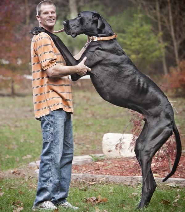 World Biggest Dogs Photos