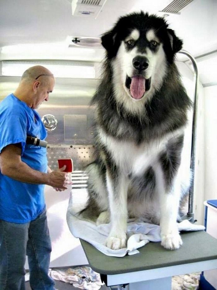 World Biggest Dogs Photos