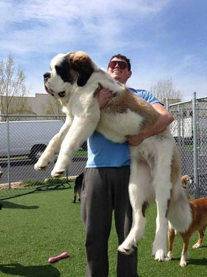 World Biggest Dogs Photos