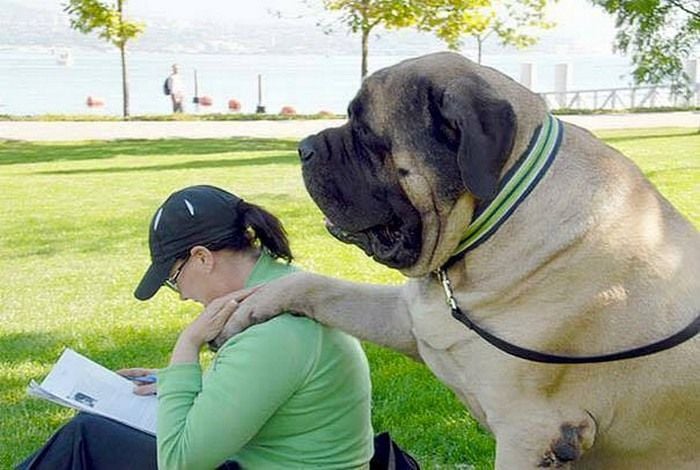 World Biggest Dogs Photos
