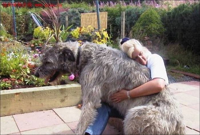 World Biggest Dogs Photos