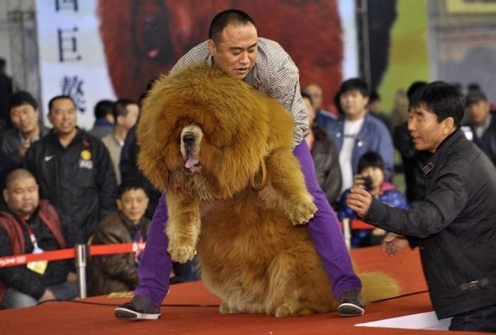 World Biggest Dogs Photos