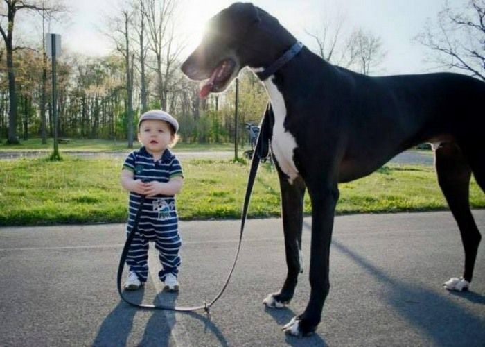 World Biggest Dogs Photos