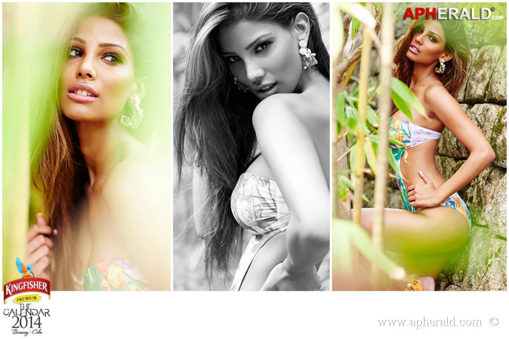 Kingfisher Calendar 2014 Photos