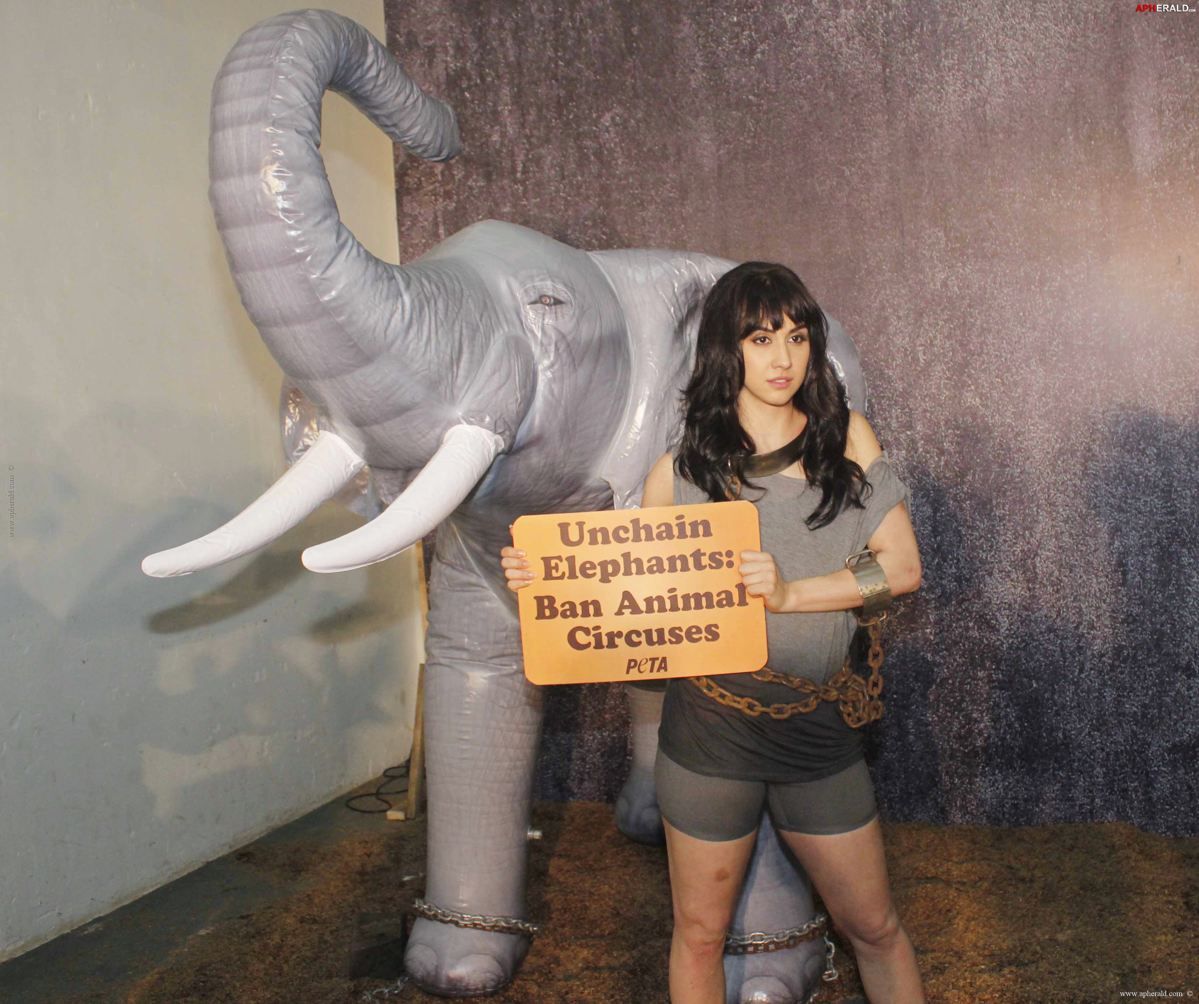 PETA Anti-Circus Campaign