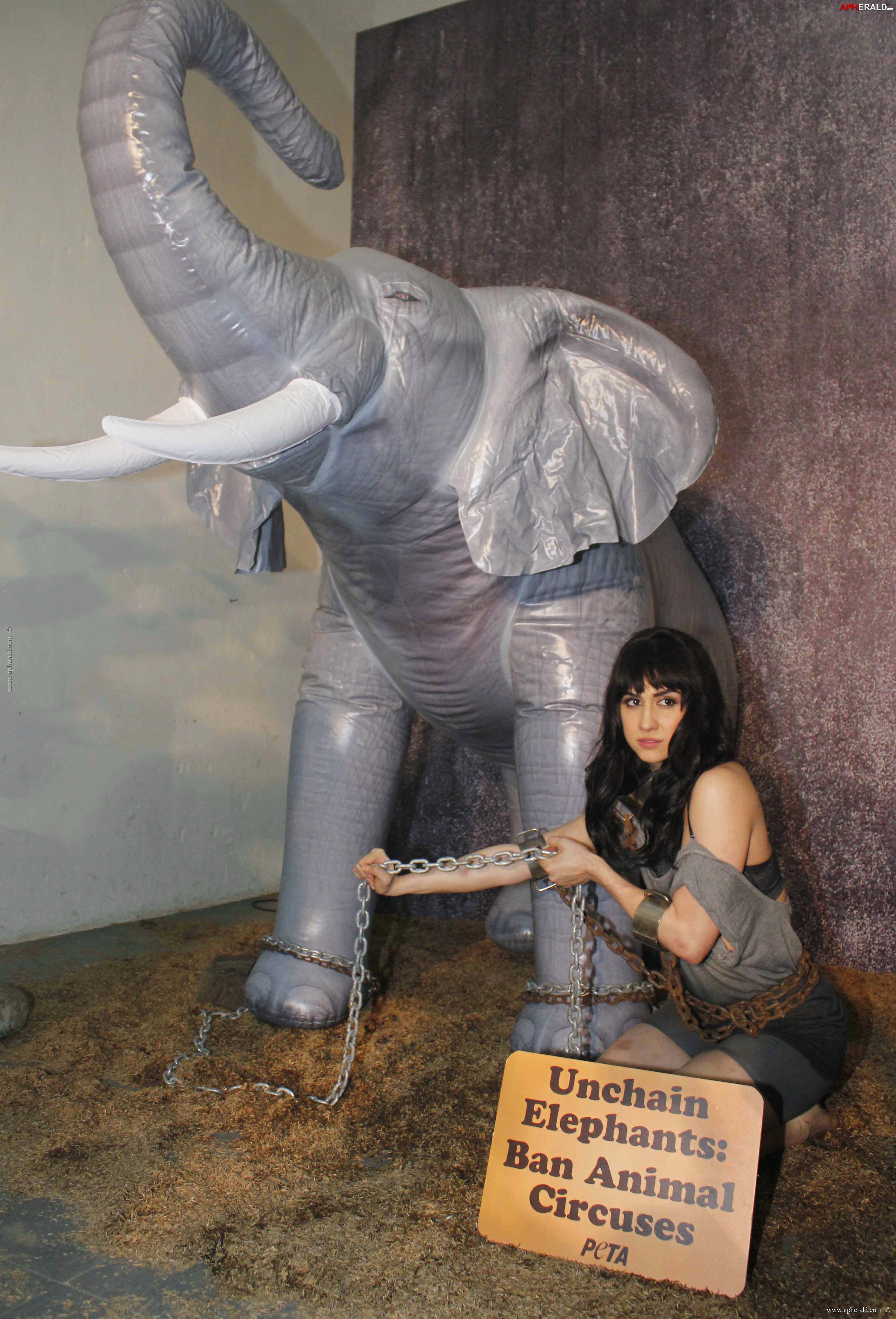 PETA Anti-Circus Campaign