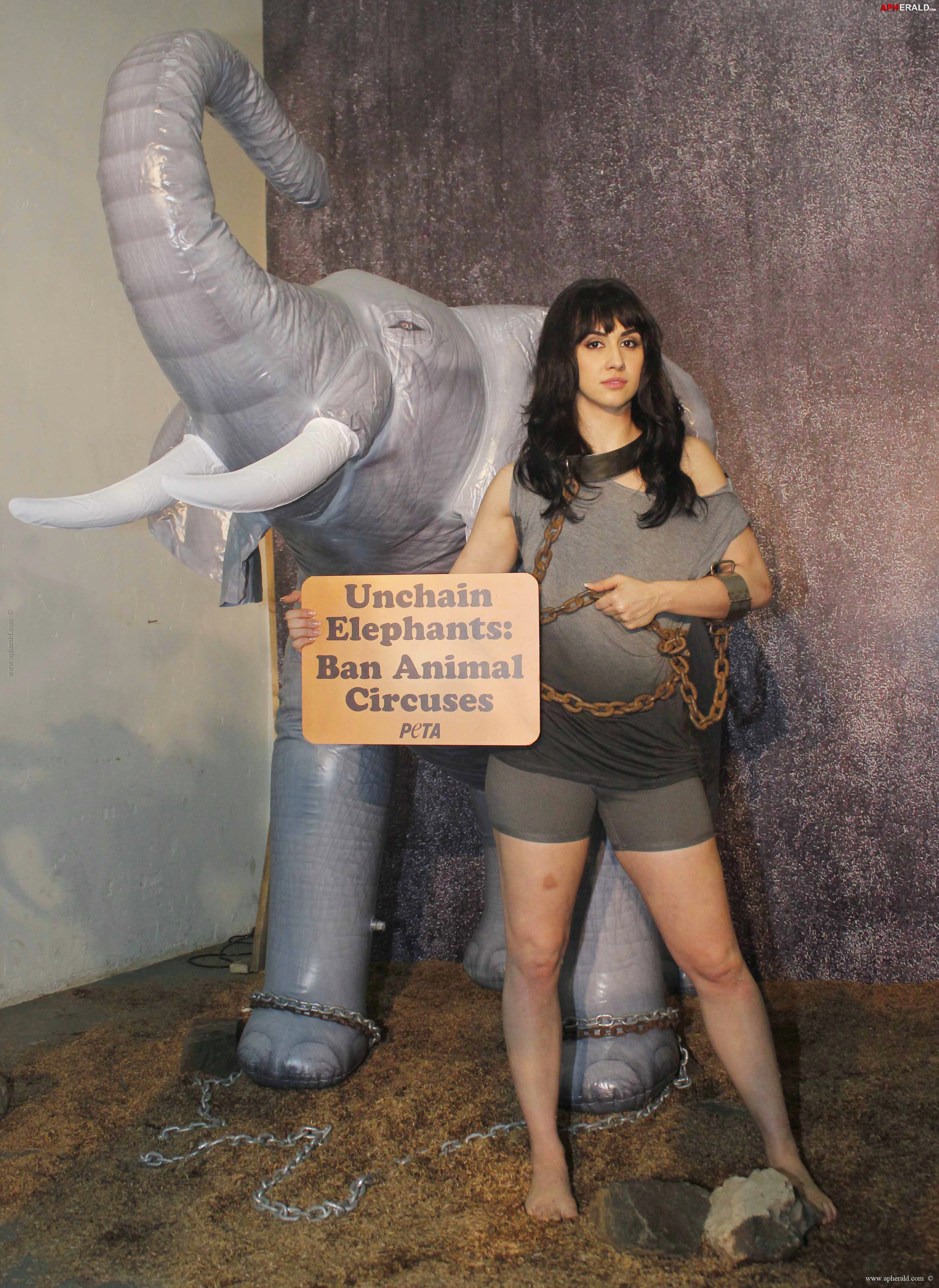 PETA Anti-Circus Campaign