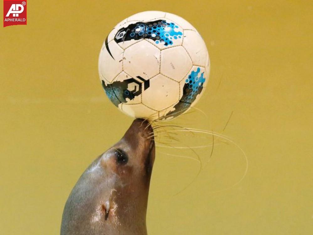 7 Animals Who Are Football Fans