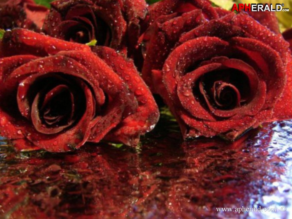 amazing red rose gallery