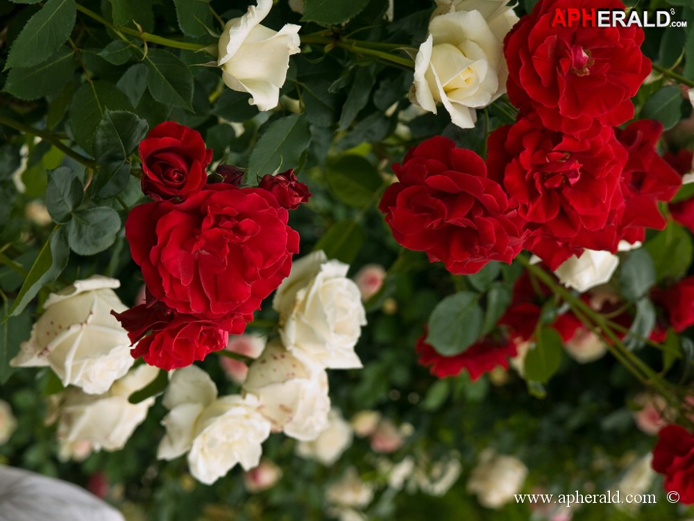 amazing red rose gallery