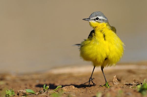 Awesome birds photos