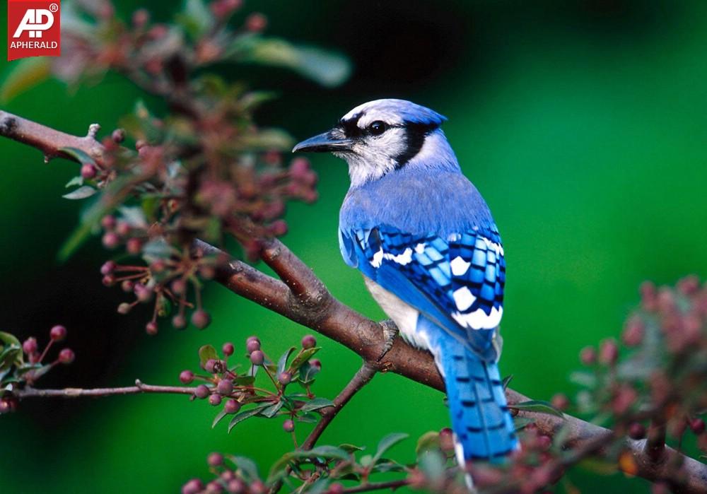 FEEL GOOD - Beautiful Birds Pictures