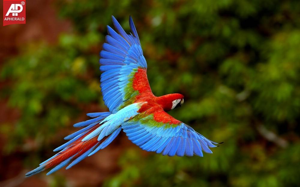 FEEL GOOD - Beautiful Birds Pictures