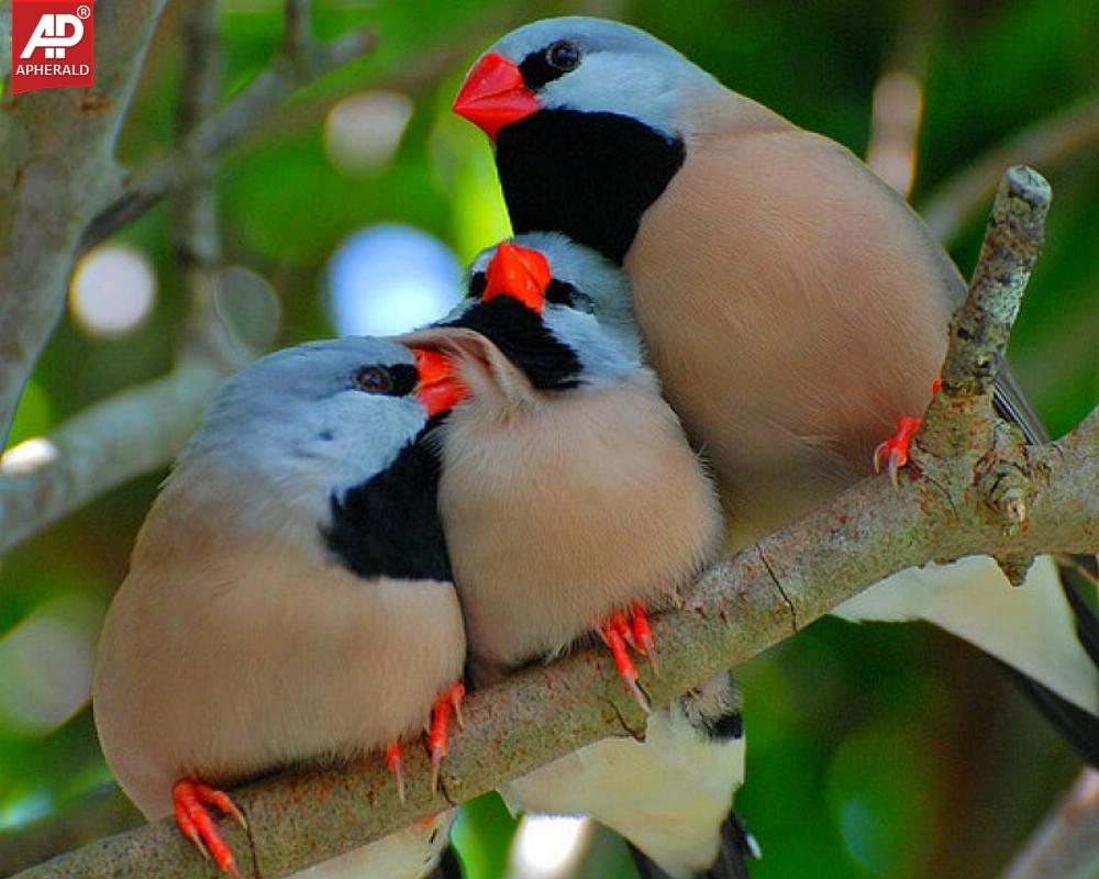 FEEL GOOD - Beautiful Birds Pictures