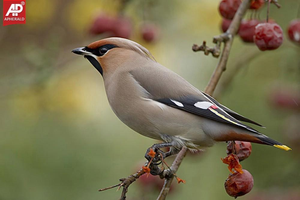 FEEL GOOD - Beautiful Birds Pictures