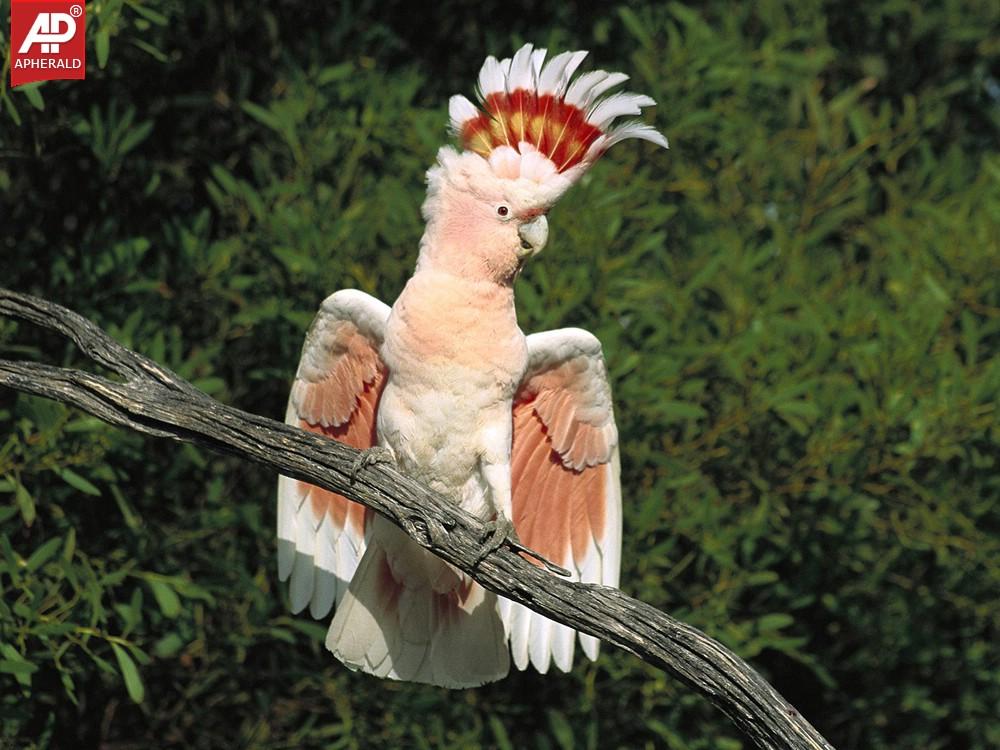 FEEL GOOD - Beautiful Birds Pictures