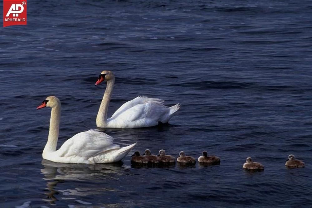 FEEL GOOD - Beautiful Birds Pictures