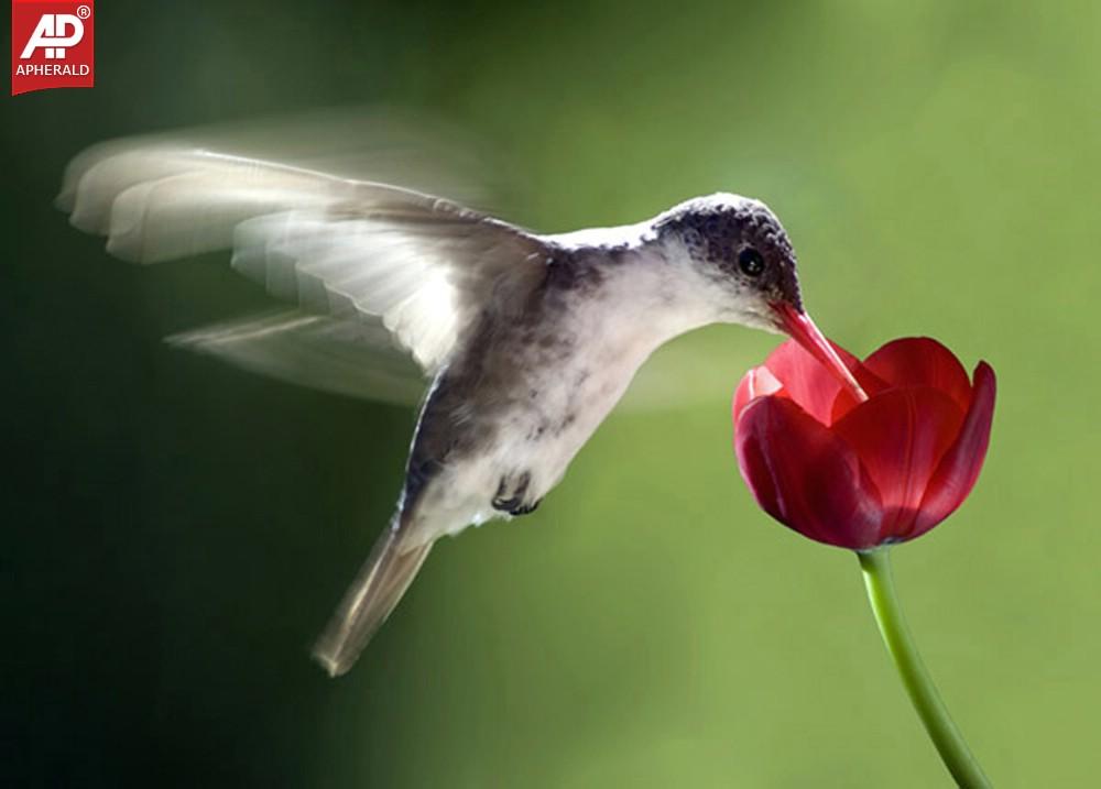 FEEL GOOD - Beautiful Birds Pictures