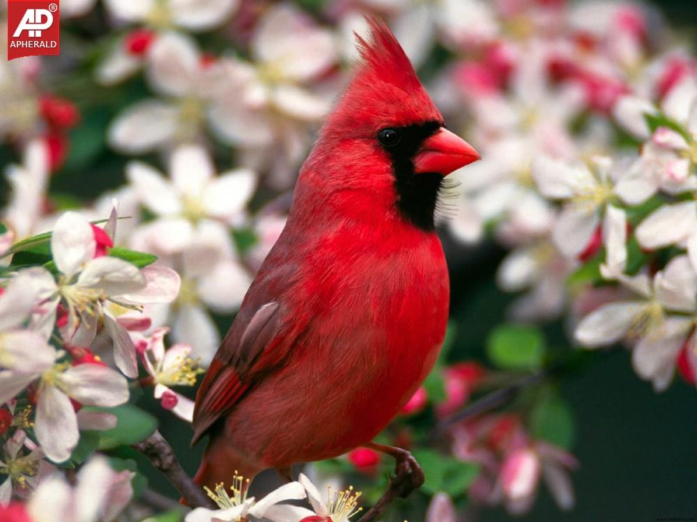 FEEL GOOD - Beautiful Birds Pictures