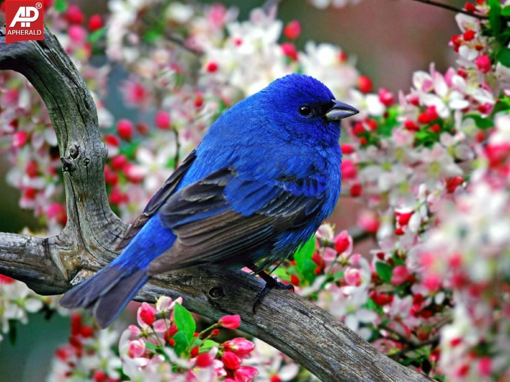 FEEL GOOD - Beautiful Birds Pictures