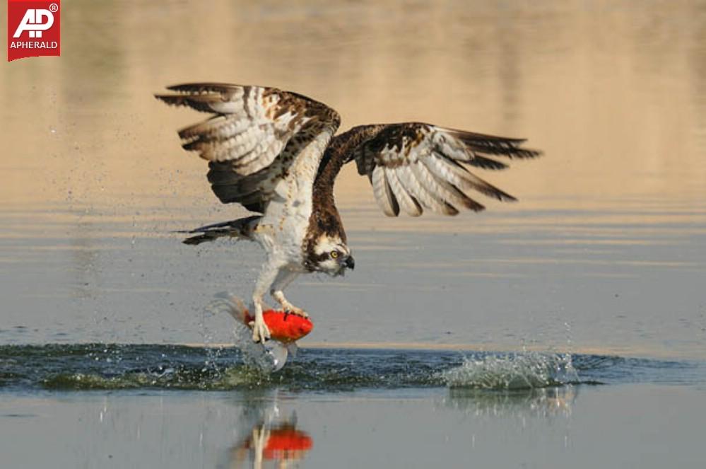 FEEL GOOD - Beautiful Birds Pictures