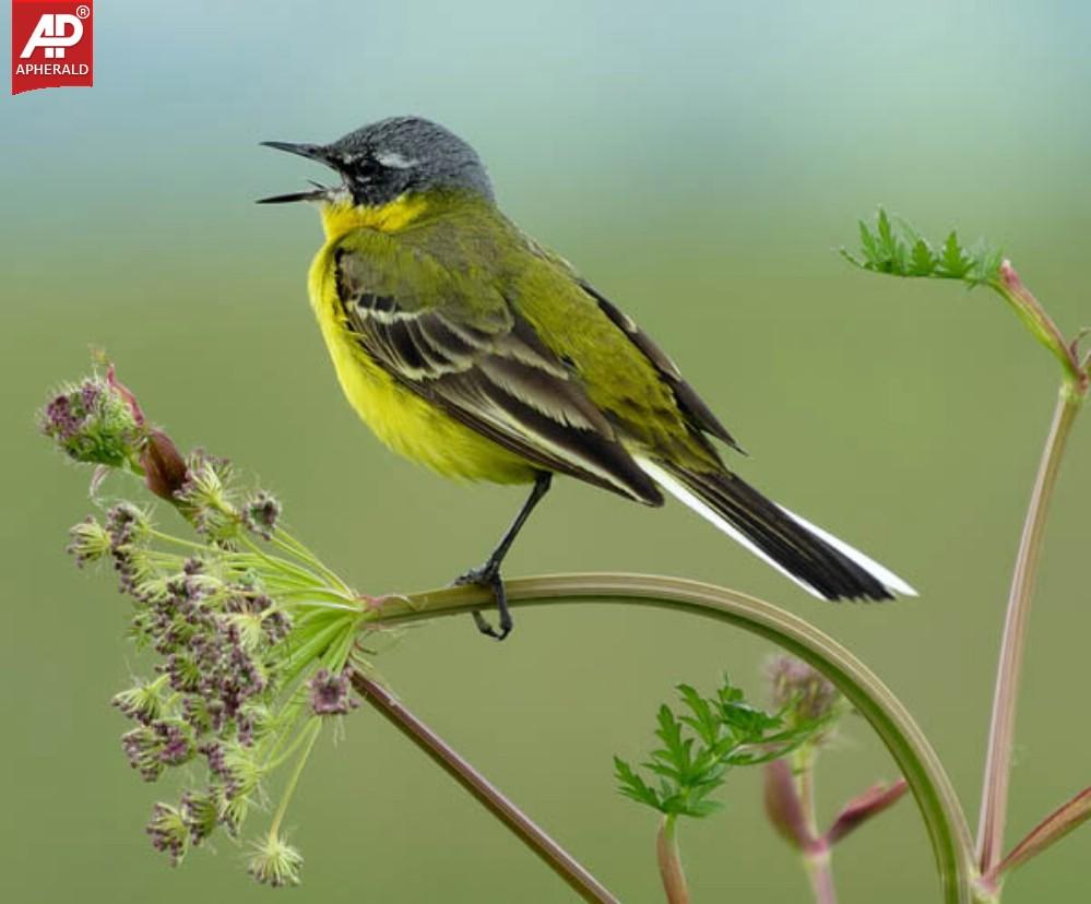 FEEL GOOD - Beautiful Birds Pictures