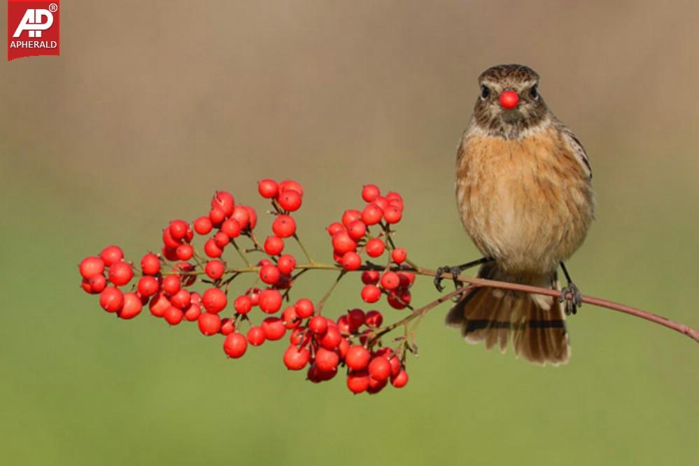 FEEL GOOD - Beautiful Birds Pictures