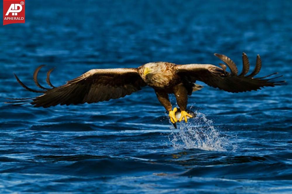 FEEL GOOD - Beautiful Birds Pictures