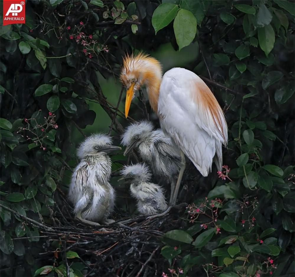 FEEL GOOD - Beautiful Birds Pictures