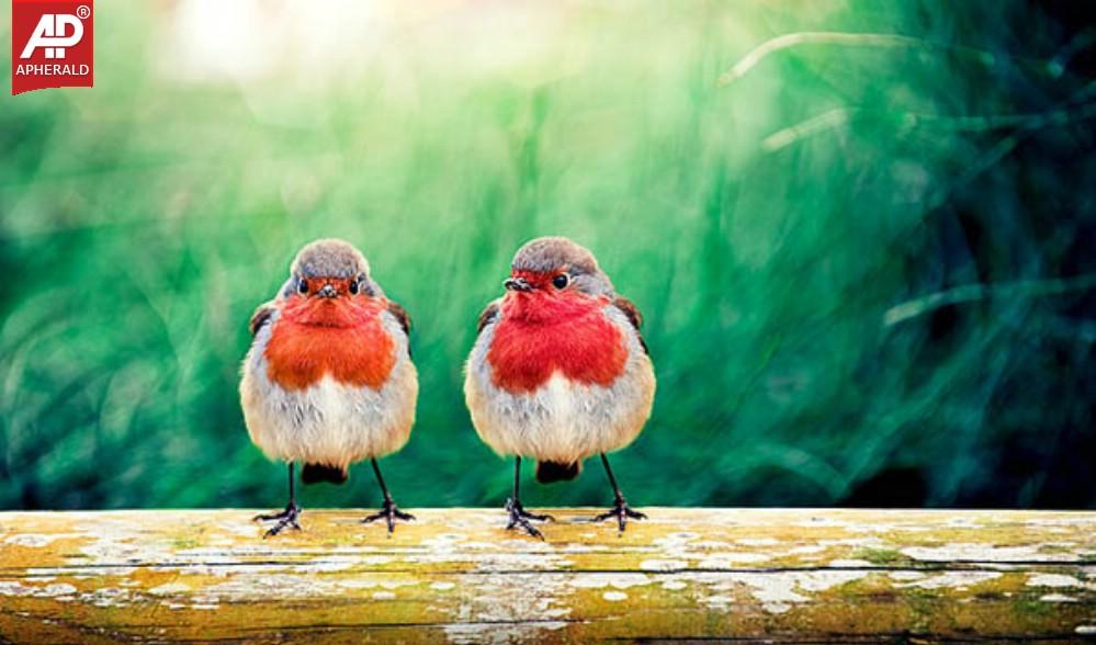 FEEL GOOD - Beautiful Birds Pictures