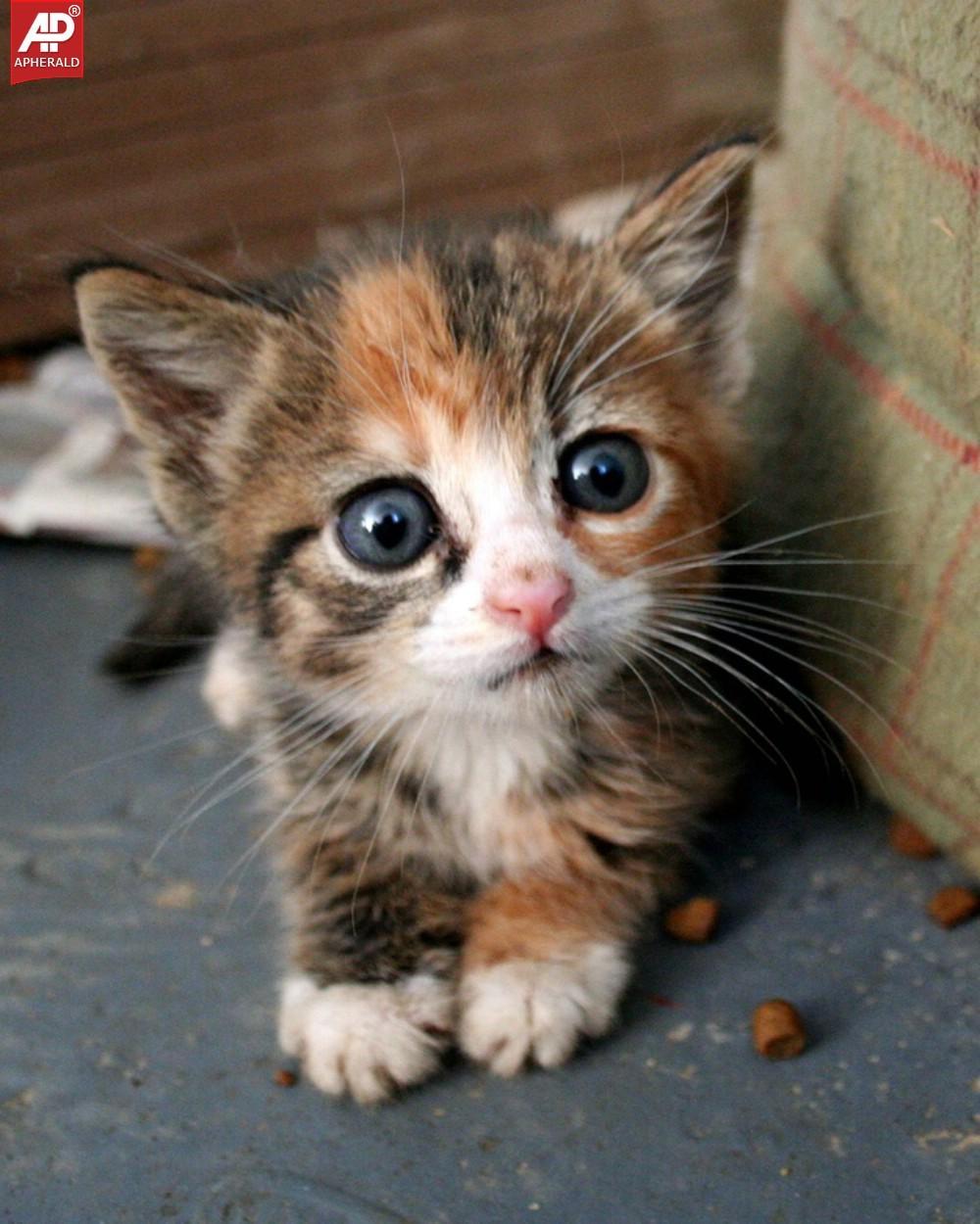 Cute Cat Photos