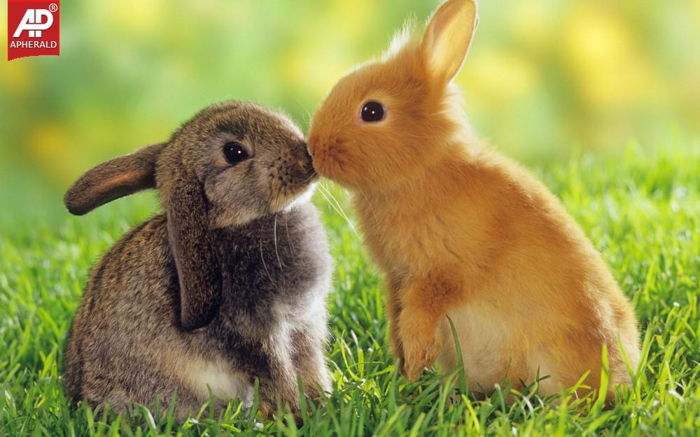 FEEL GOOD - Cute Rabbits Pics