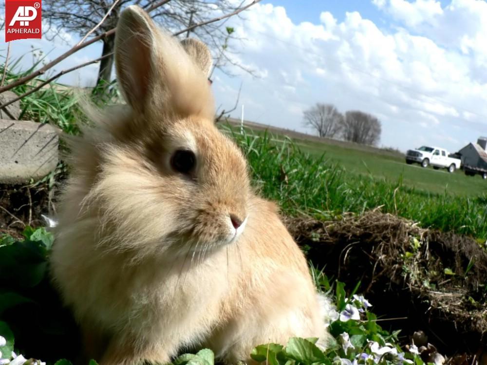 FEEL GOOD - Cute Rabbits Pics