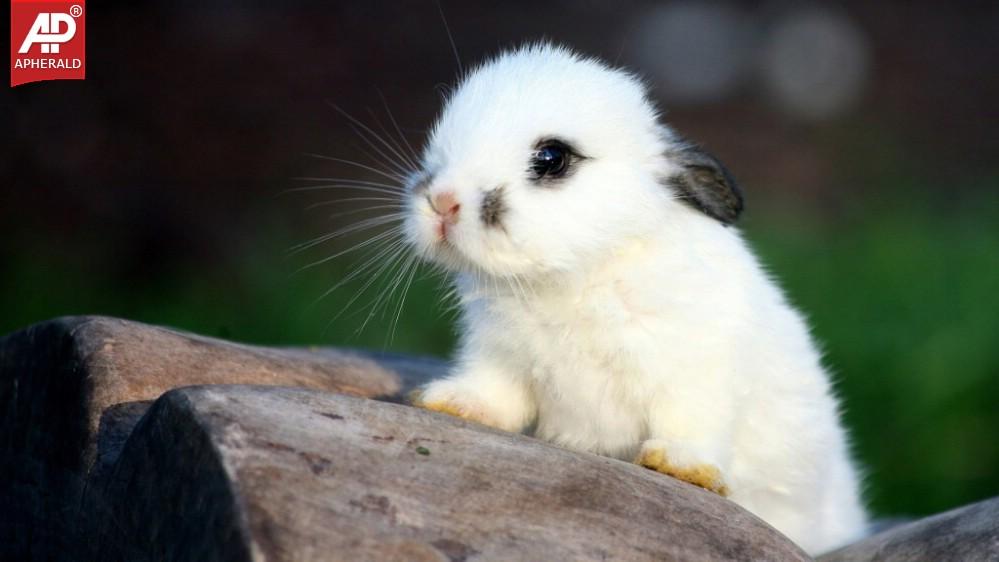 FEEL GOOD - Cute Rabbits Pics