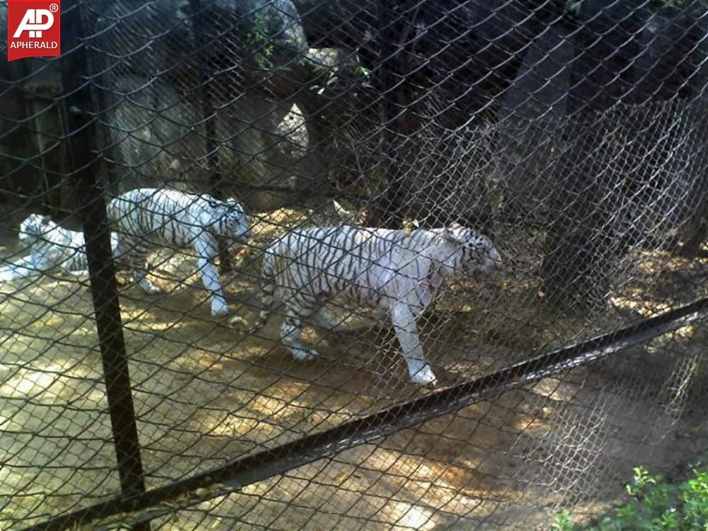 Nehru Zoological Park in Hyderabad Photos