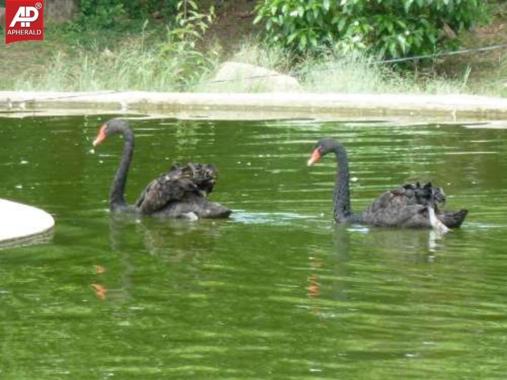 Nehru Zoological Park in Hyderabad Photos