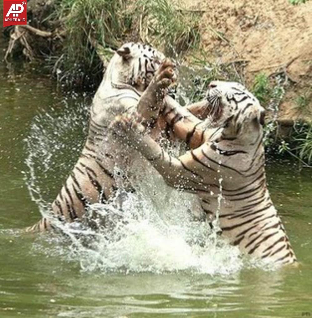 Nehru Zoological Park in Hyderabad Photos