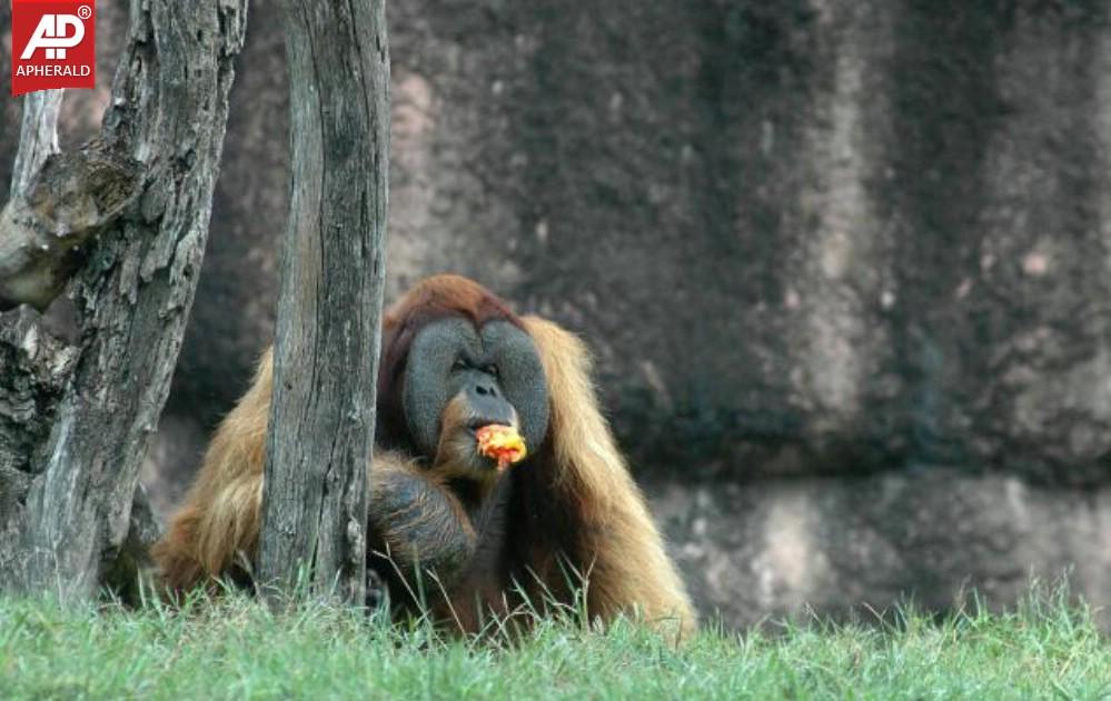 Nehru Zoological Park in Hyderabad Photos