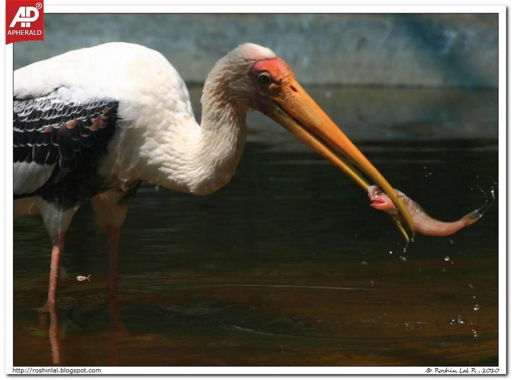 Nehru Zoological Park in Hyderabad Photos