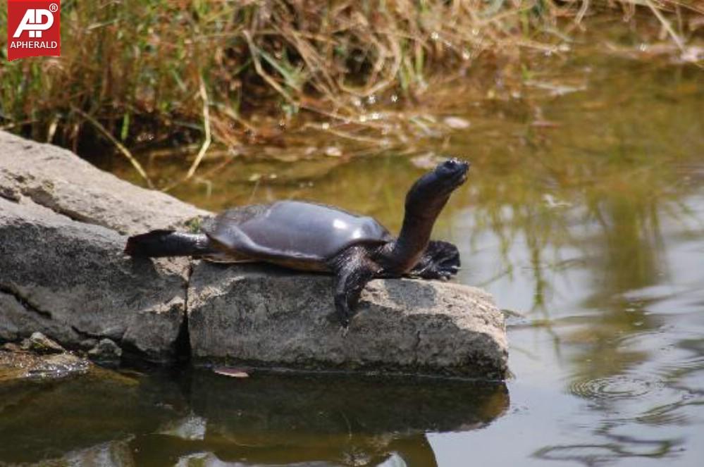 Nehru Zoological Park in Hyderabad Photos