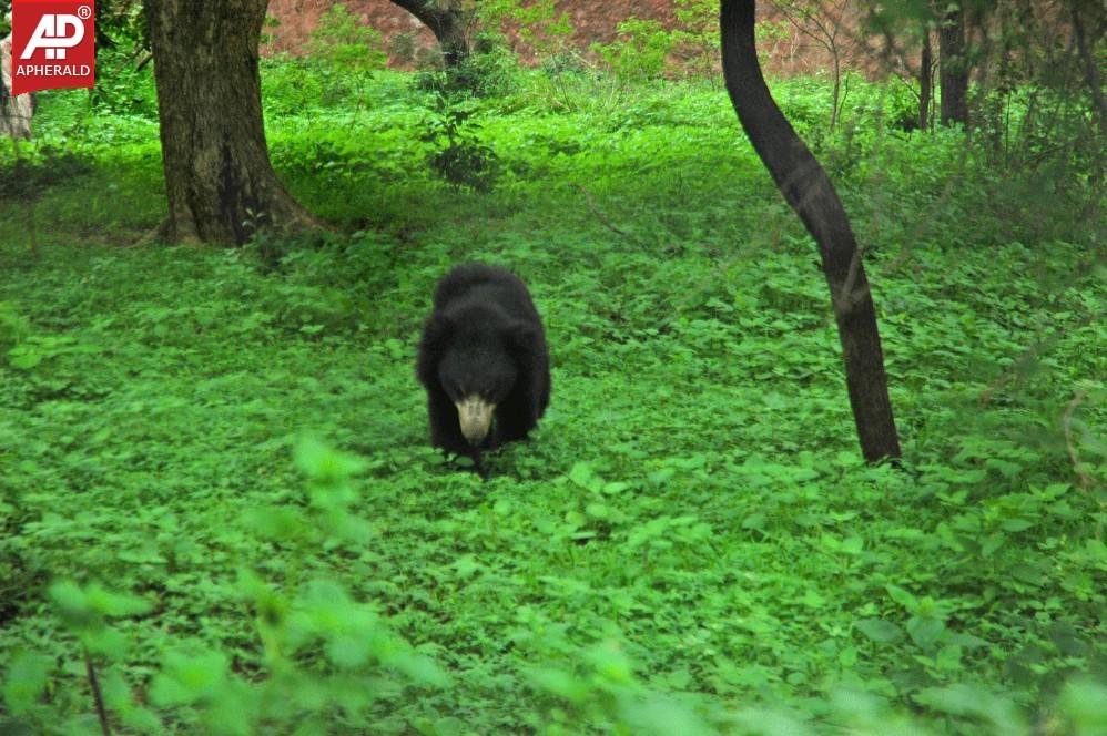 Nehru Zoological Park in Hyderabad Photos