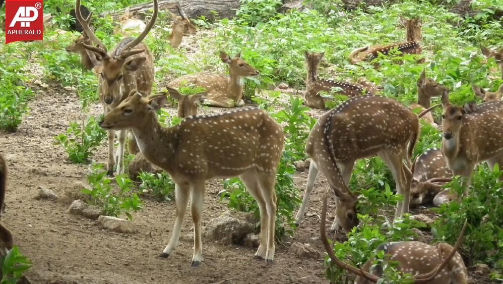 Nehru Zoological Park in Hyderabad Photos