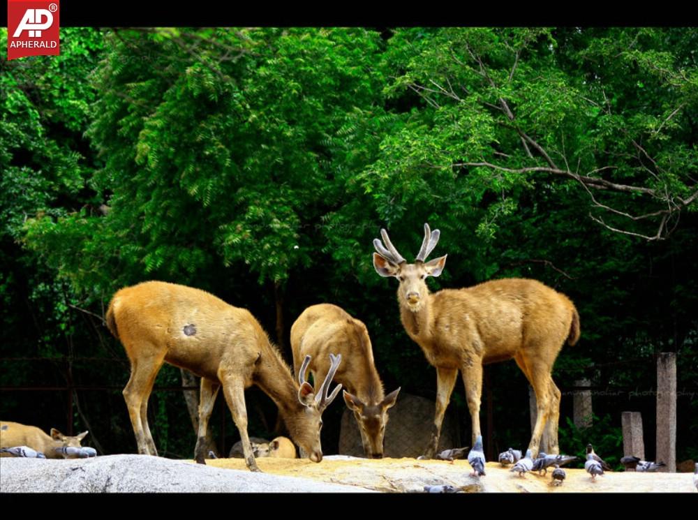 Nehru Zoological Park in Hyderabad Photos