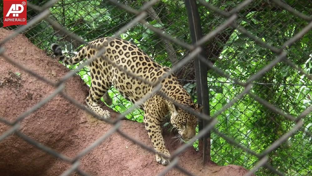 Nehru Zoological Park in Hyderabad Photos